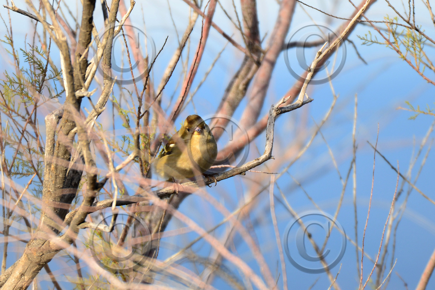 faune-calanque-oiseau-pinson-des-arbres-femelle-88.jpg