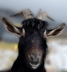 ref-portrait-chevre-prise-de-vue-30x30-copie.jpg