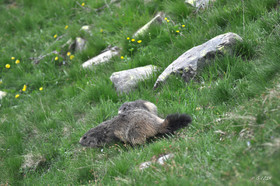 faune-montagne-provence-marmotte-dsc_5932.jpg