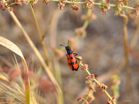 MISE A  JOUR  en cours