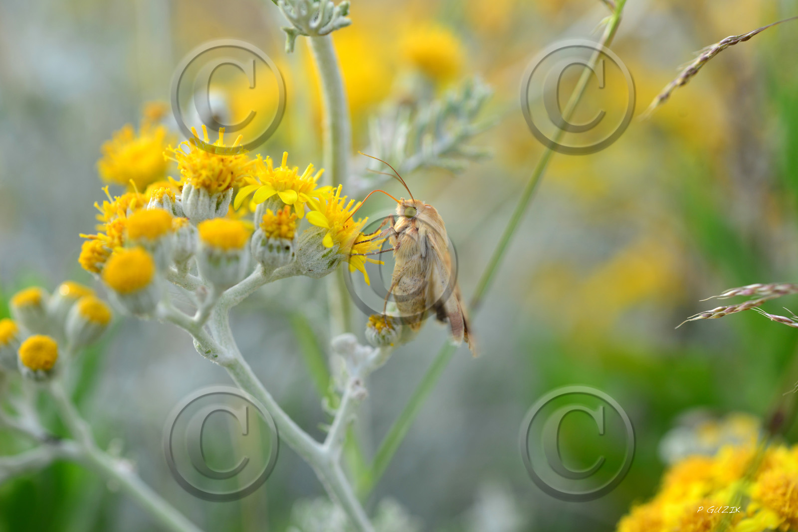 ref-faune-calanque-insecte-7425.jpg