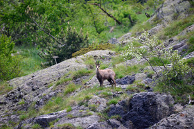 montagne haute alpes ,queyras, mercantour,alpes de haute provence,alpes maritime
