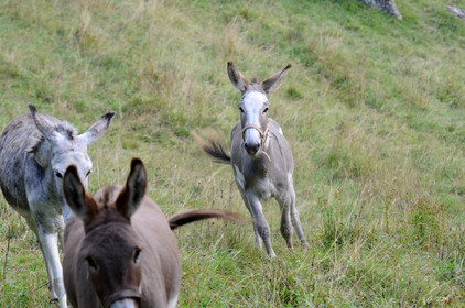 faune animaux montagne haute alpes ,queyras, mercantour,alpes de haute provence,alpes maritime