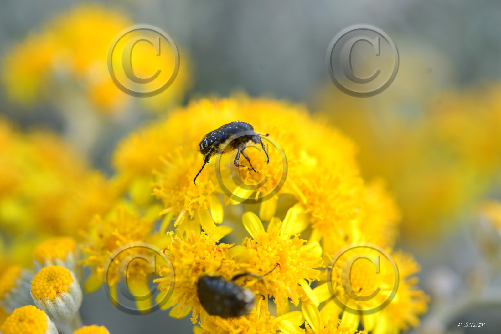 ref-faune-calanque-insecte-7439.jpg