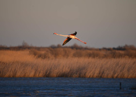 CAMARGUES HIVERS