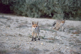 renardeaux  quelques part dans les calanques