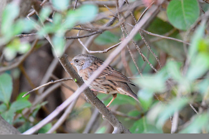 faune-calanque-oiseau-accenteur-alpin-094.jpg