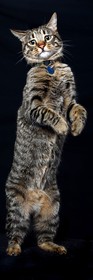 20x60-2chat-guizmo-4061-copie.jpg