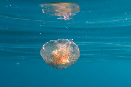 meduse