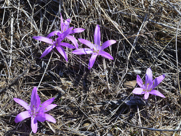 fleur-haute-alpes-de-provence-bouquetin-211.jpg