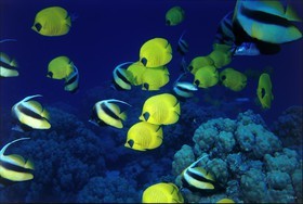 ref-576-120x80-poisson citron mer-rouge-copie.jpg