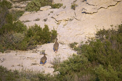 Dans les calanques ,en mars