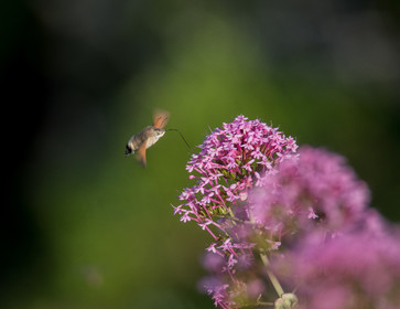 faune calanques
