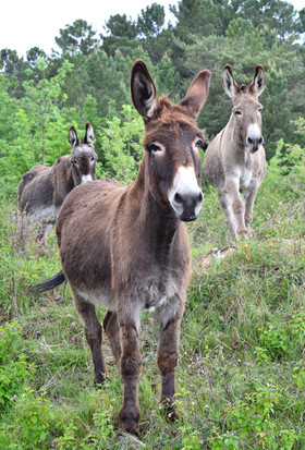 Photo de la sainte baume