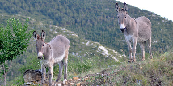 site-ref-100-118-animaux-les-deux-anes-25x50-50x100-.psd.jpg