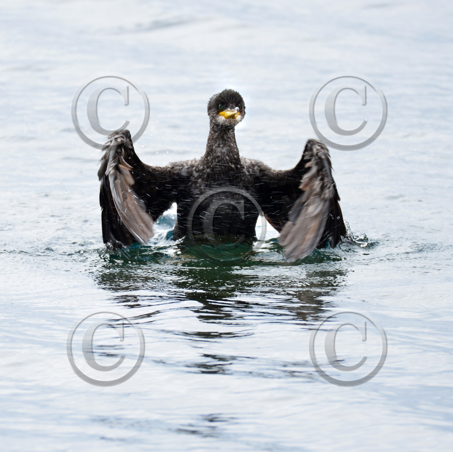 faune-calanque-cormoran-1693.jpg