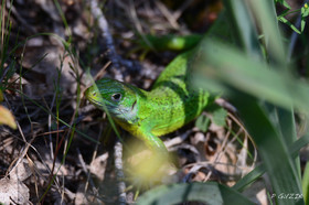 MISE A  JOUR  en cours