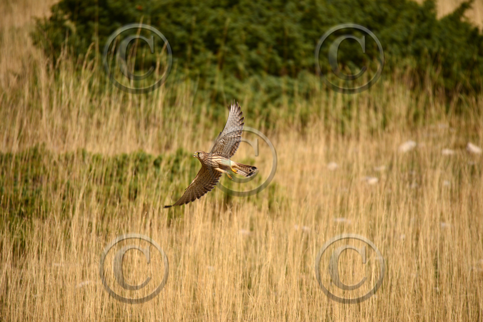 ventout-faune-2840.jpg