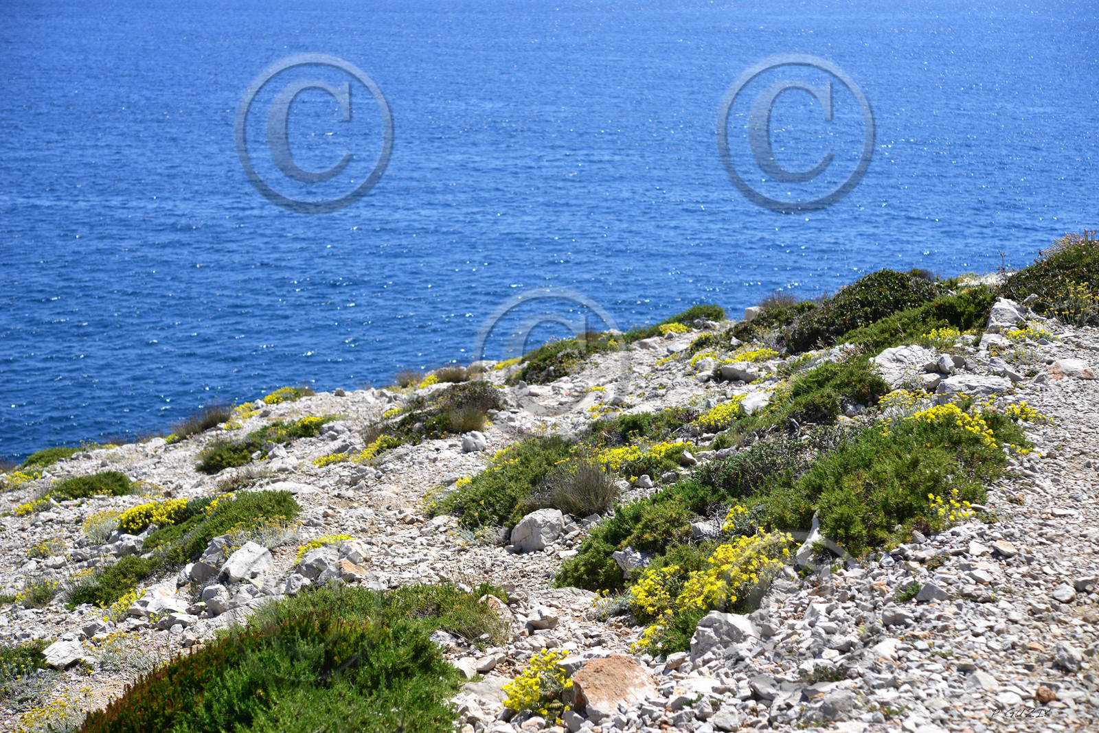 ref-faune-calanque-flore-6135.jpg