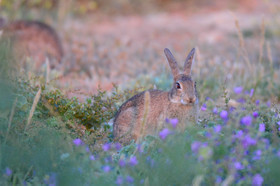 MISE A  JOUR  en cours