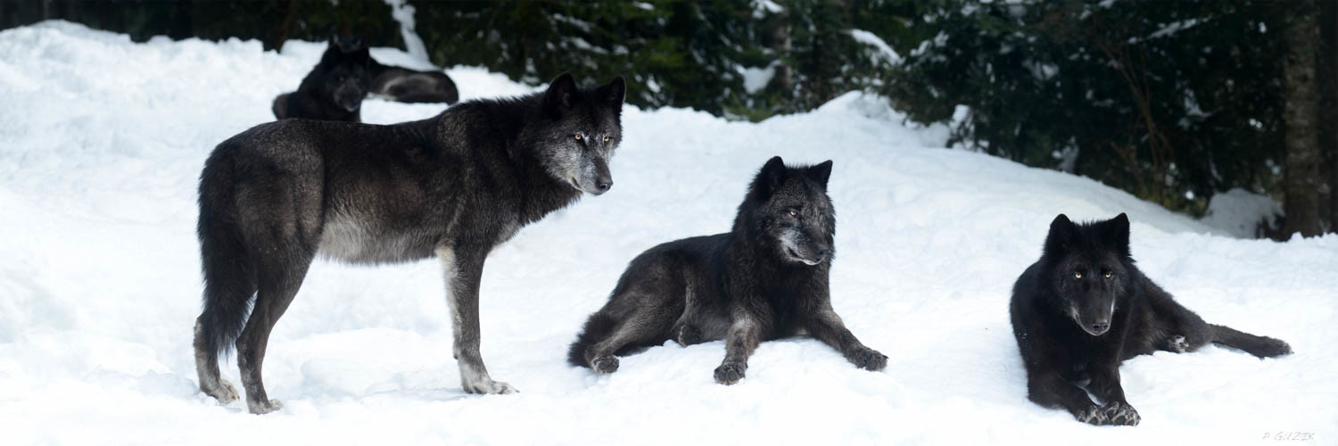 Selection format 20X60 cm