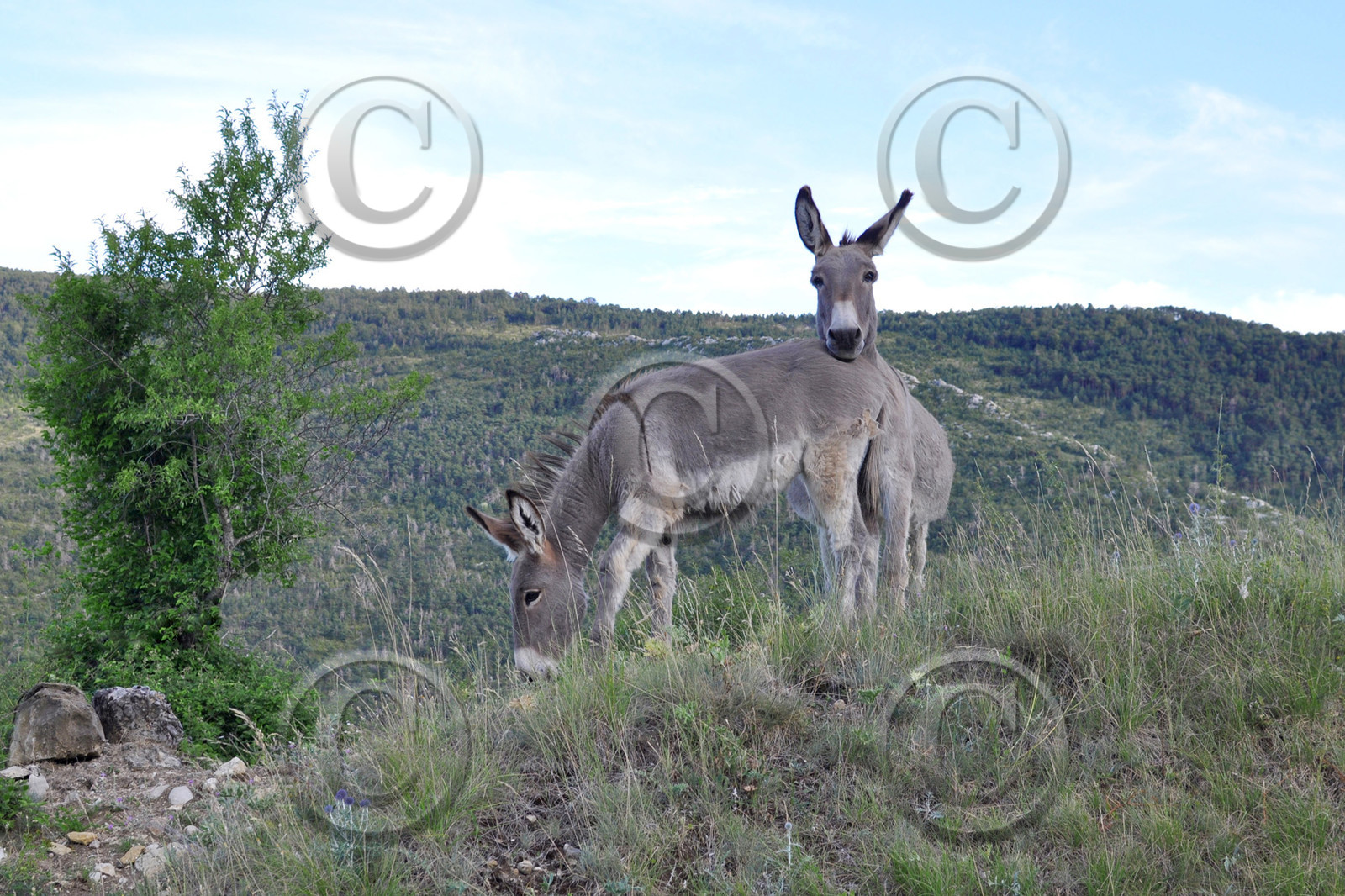 Anes  de provence