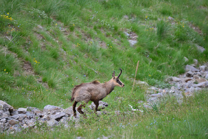 faune animaux montagne haute alpes ,queyras, mercantour,alpes de haute provence,alpes maritime