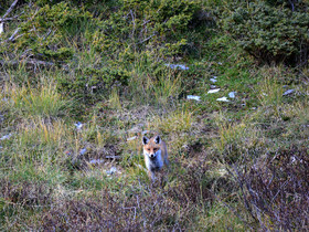 montagne haute alpes ,queyras, mercantour,alpes de haute provence,alpes maritime