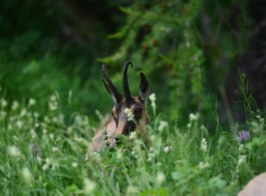 FAUNE & ANIMAUX