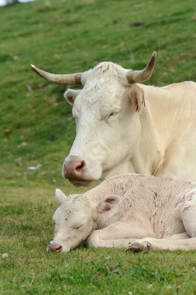 montagne haute alpes ,queyras, mercantour,alpes de haute provence,alpes maritime
