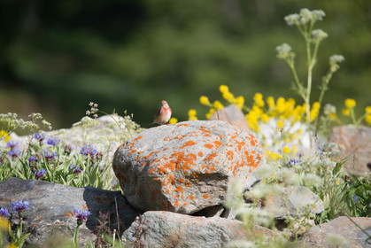 faune animaux montagne haute alpes ,queyras, mercantour,alpes de haute provence,alpes maritime