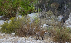 Belle surprise ce matin  mes  renards sont toujours là,à la fin de cette été trés sec.