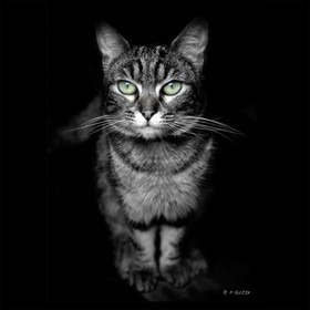chat-tempete-40x40-copie2-copie.jpg