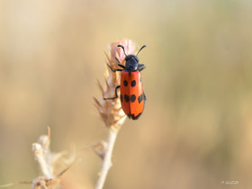 MISE A  JOUR  en cours