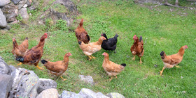 montagne haute alpes ,queyras, mercantour,alpes de haute provence,alpes maritime