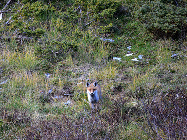 faune animaux montagne haute alpes ,queyras, mercantour,alpes de haute provence,alpes maritime