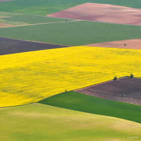 ref-provence-plateau-de-valensole-lavande-et-colza-30x30-printemps.jpg