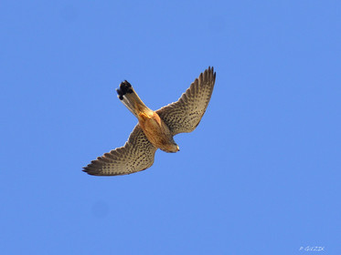 ref-faune-calanque-oiseau-faucon-6260.jpg