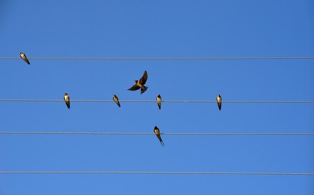 ref-625-hirondelle-lavande2-valensol-rull-214-copie.jpg