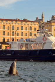 Dauphin dans le vieux port Marseille