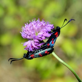 Photo de la sainte baume