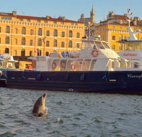 Dauphin dans le vieux port de marseille