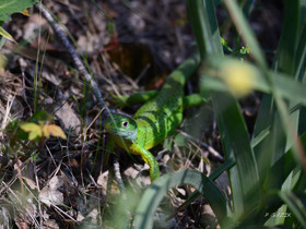 MISE A  JOUR  en cours