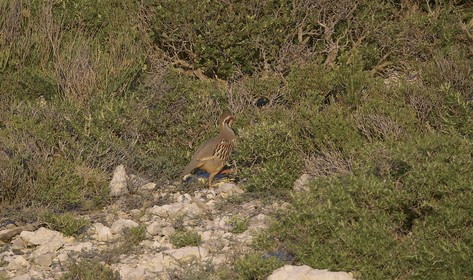 Dans les calanques ,en mars