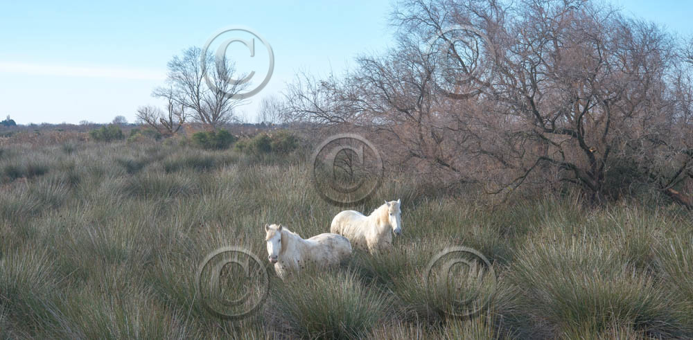dsc_1487.jpg