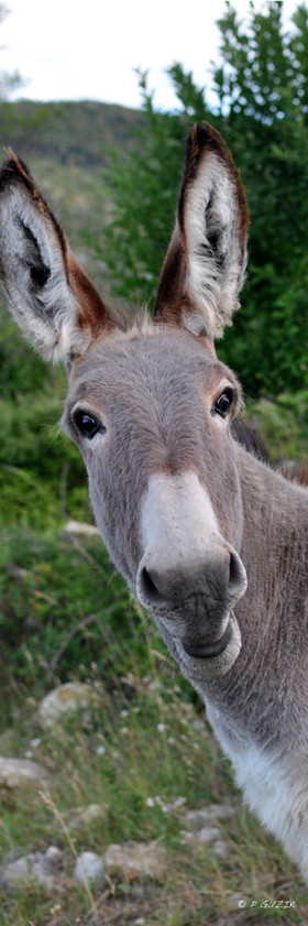 Selection format 20X60 cm