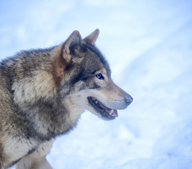 LE LOUP AUX YEUX BLEUS