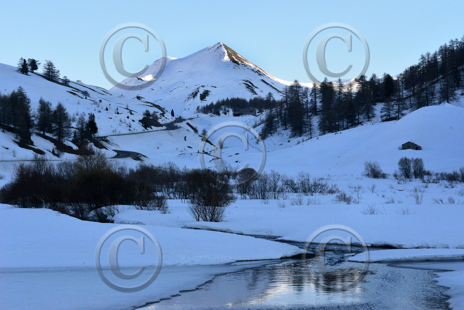 col-de-vars-haute-alpes-de-provence-bouquetin-1213.jpg