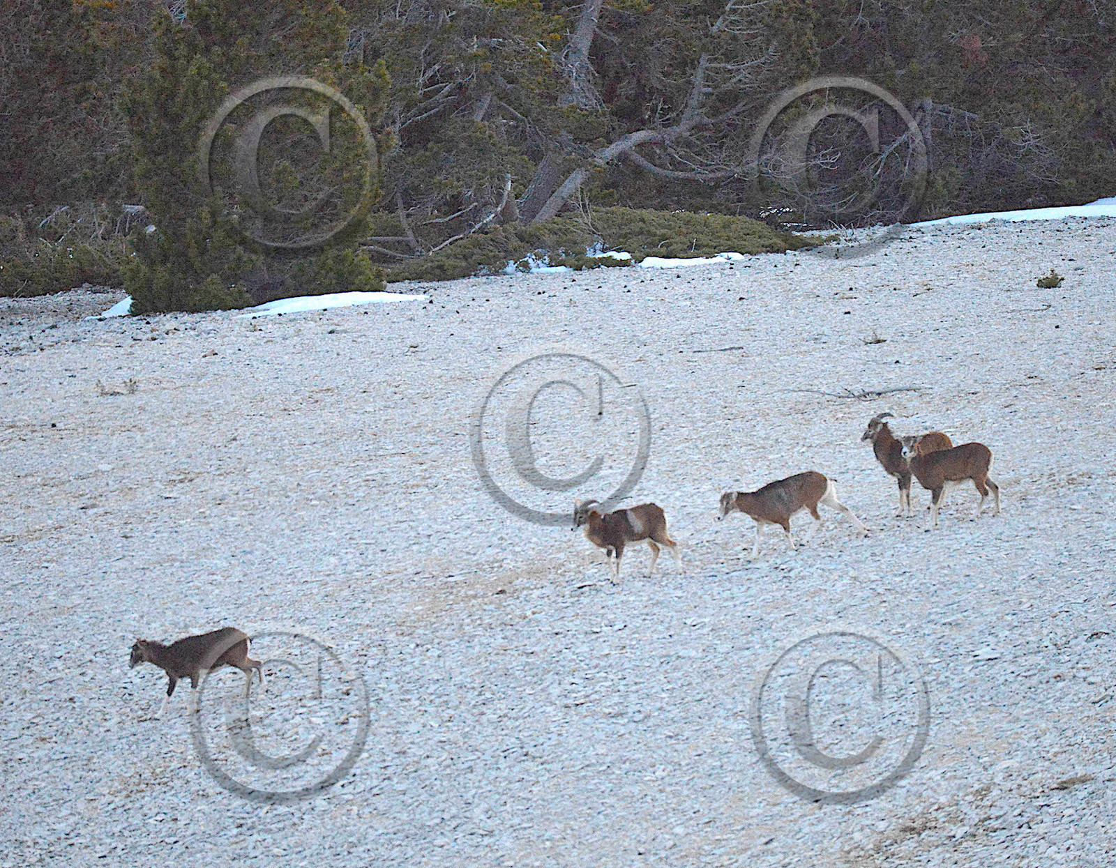 MOUFLONS  VENTOUX