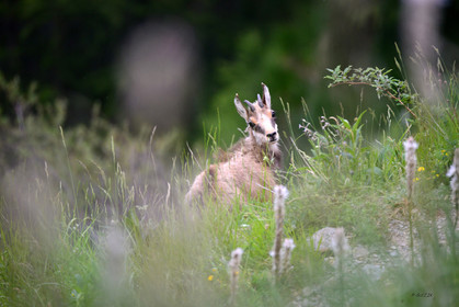 faune animaux montagne haute alpes ,queyras, mercantour,alpes de haute provence,alpes maritime